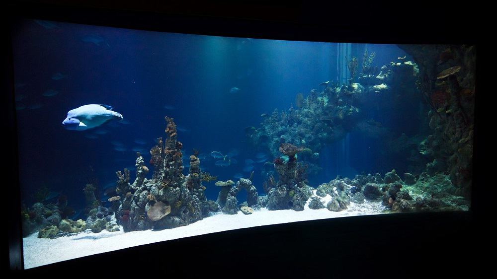 Barco con fondo de cristal como un acuario en el mar